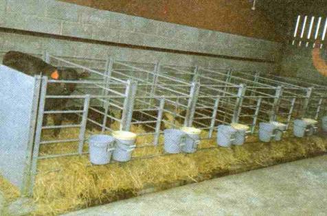 Buza??lara kova ile de süt verilebilir.